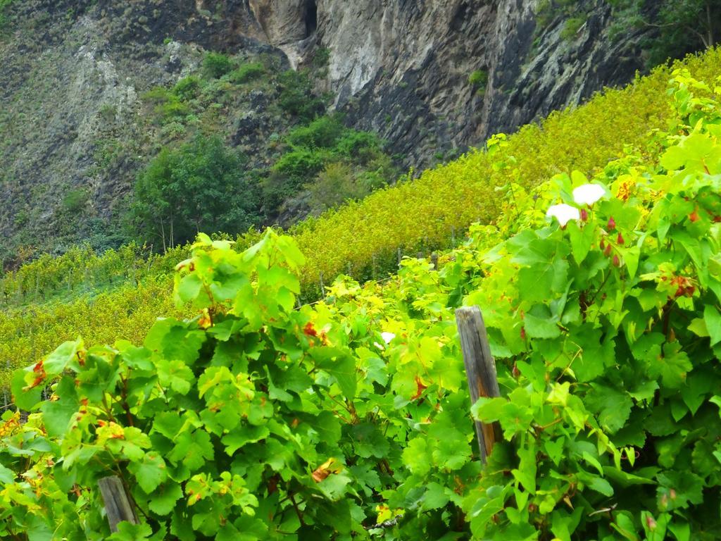 Weingut Und Hotel Haus Am Drachenloch Bad Honnef Exterior foto